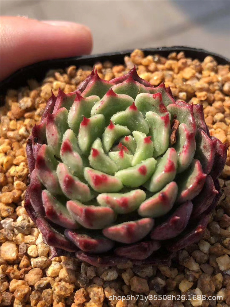 859精品大棚批发多肉盆栽品种 状态王妃美妮单头盆6.3cm多肉植物