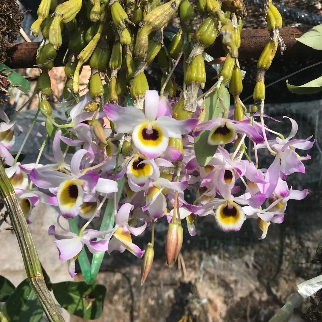 蜂腰石斛花卉盆栽上板苗能开多色花腰细观赏养生同源一件代发大苗