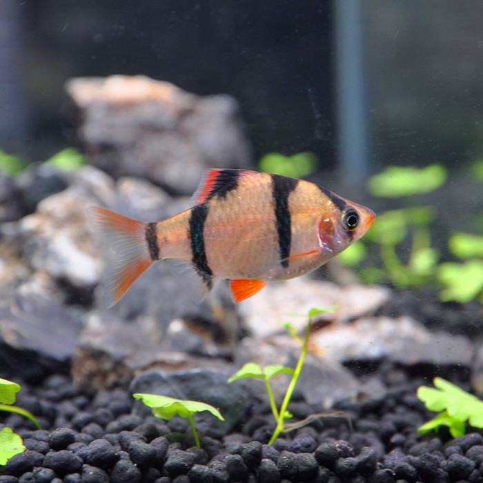 小虎皮鱼活体热带观赏鱼草缸群游性强可混养水族渔场直销批发