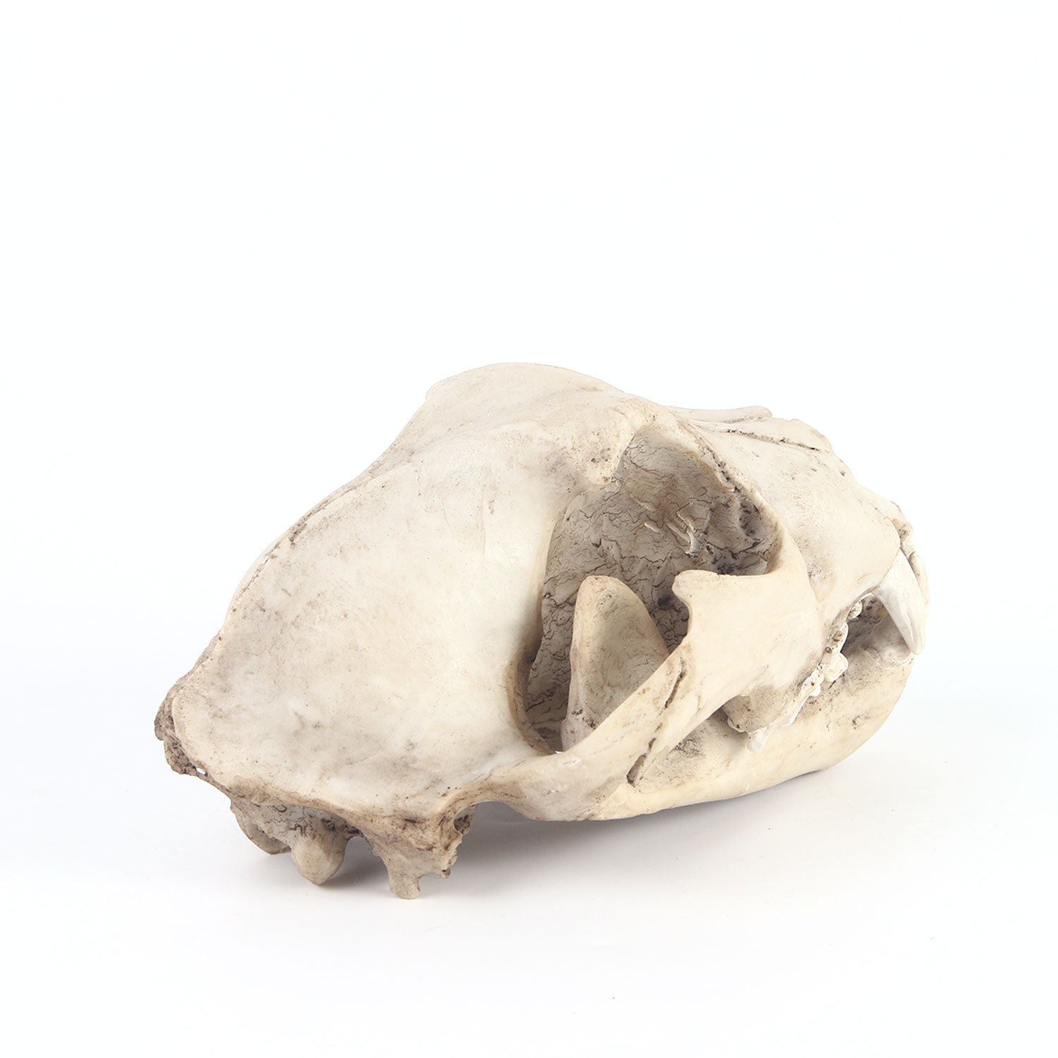 云豹头骨树脂家居摆件树脂骷髅头模型动物头骨动物园科普教学标本