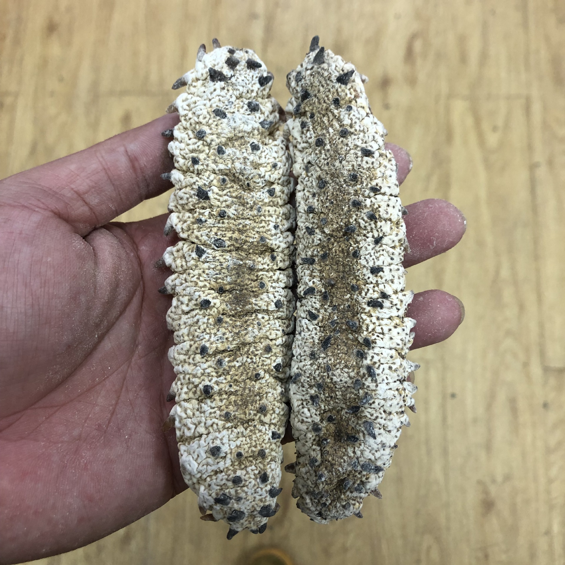 批发渠道深海天然野生海参白刺参 肉刺参 摩洛哥刺参 淡干干贷