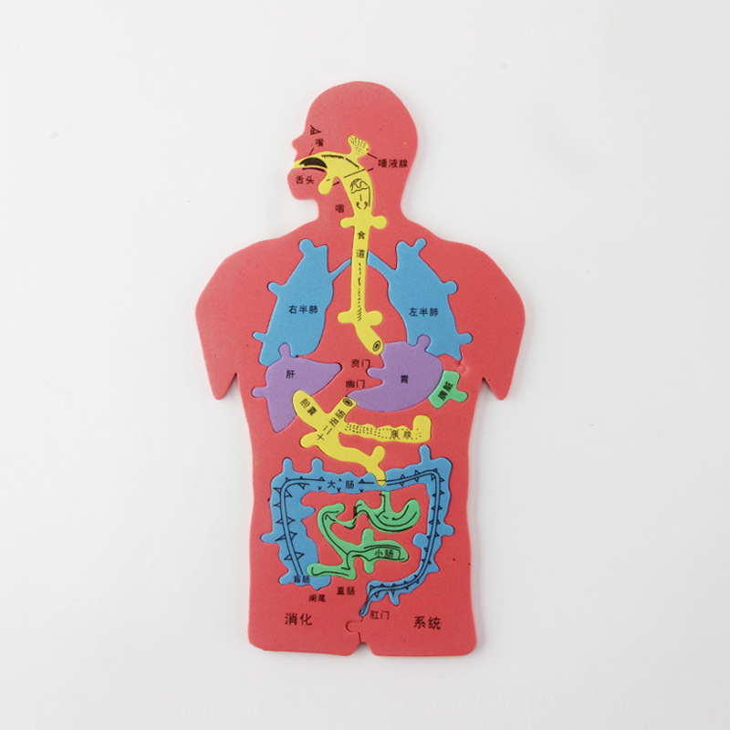 人体器官diy消化系统eva科技小制作内脏男女孩拼图模型 科学实验