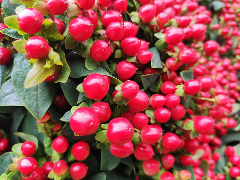 【火龙珠】 粉绿白豆 昆明斗南鲜切花基地直发批发红豆相思豆