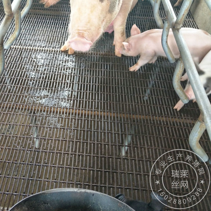 养猪网小猪保育母猪产床铺底铁丝网育肥猪用养殖器械设备漏粪网板