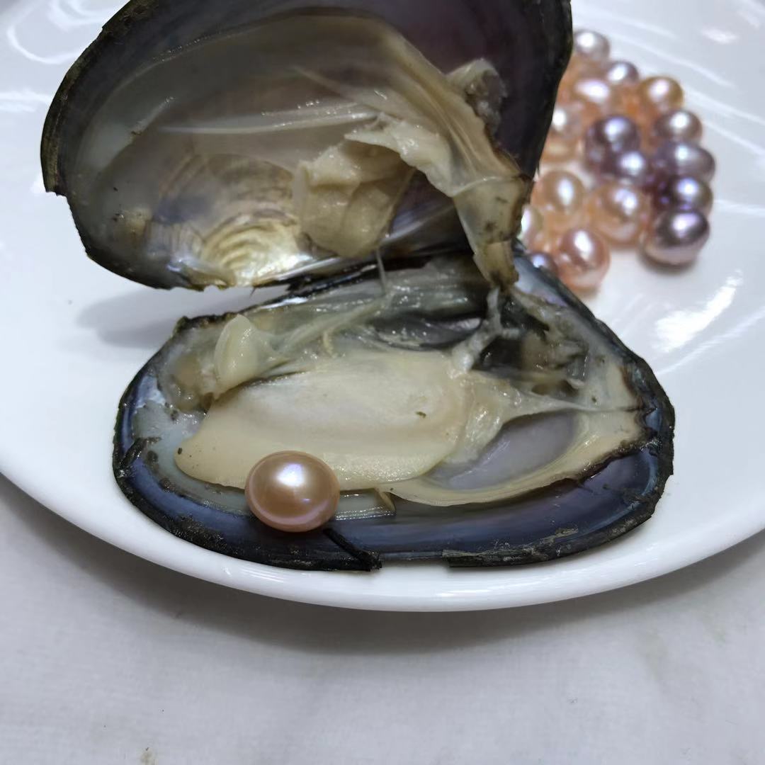 珍珠小河蚌 真空包装一蚌一珠 出口速卖通 淘宝直播