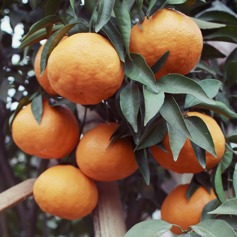 四川眉山春见耙耙柑新鲜水果手剥橙大果孕妇儿童水果一件代发