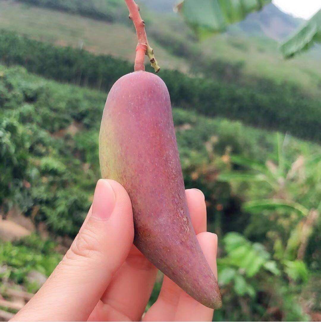 『五一后发货海南辣椒芒』稀有品种 核如牙签 剥开皮全是肉 超甜!