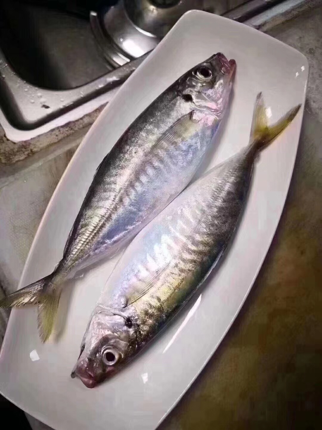 捕野生巴浪鱼 新鲜活冻海鲜 水产批发代发 - 阿里巴巴