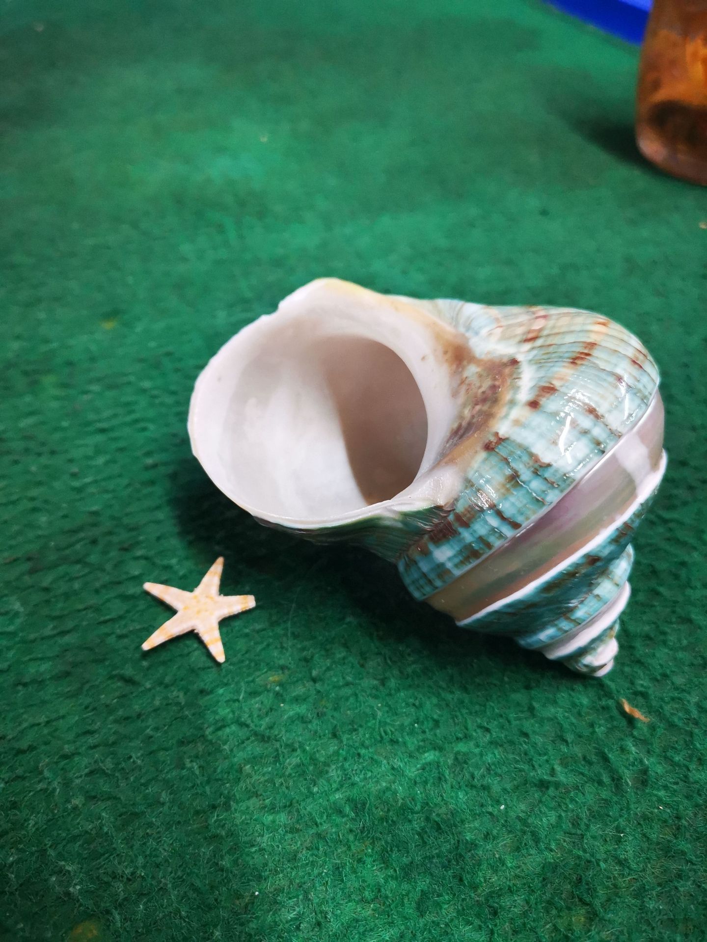 鲁海贝壳天然海螺10cm大绿蝾螺南非蝾螺工艺品居家装饰家厂家直销