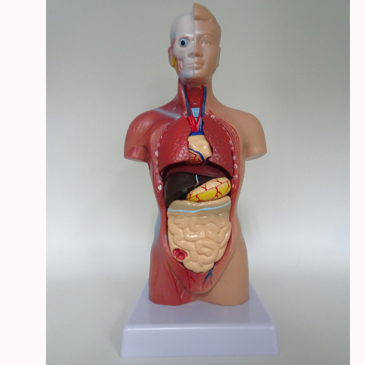 (台凯厂)两性开背式半身躯干模型 28件 内脏器官 人体模型