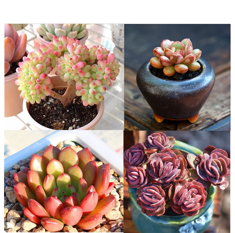 阿里多肉颗粒土_05