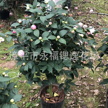 福建盆栽80-1米高 香茶花 烈香香妃茶花五六十冠 花农产地