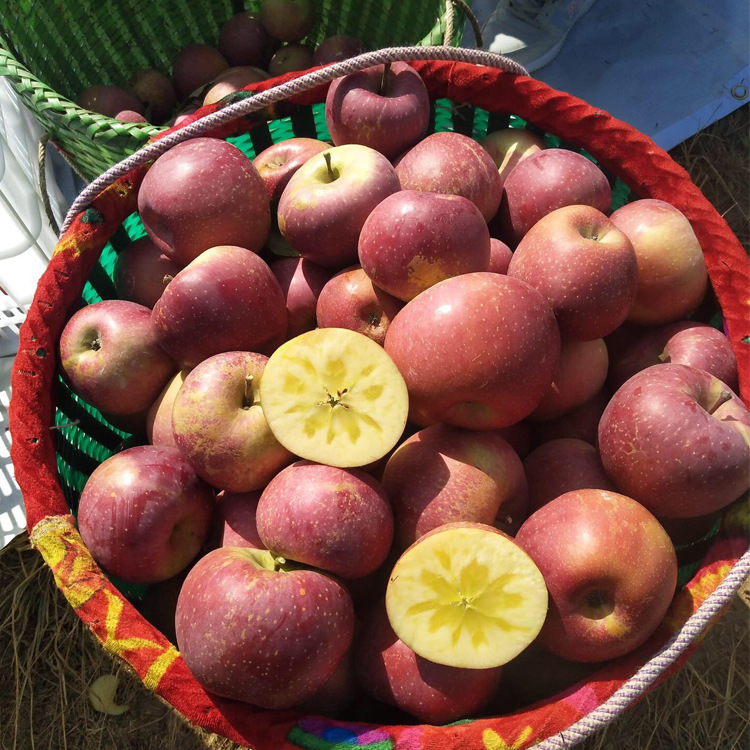 云之萌萌果云南青苹果昭通新鲜甜脆丑苹果苹果 新鲜水果昭通苹果