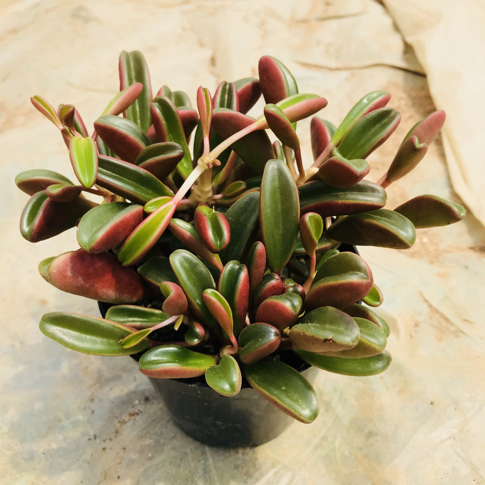 多肉植物群生稀有盆栽红贝椒草 室内迷你创意趣味多肉 红贝椒草