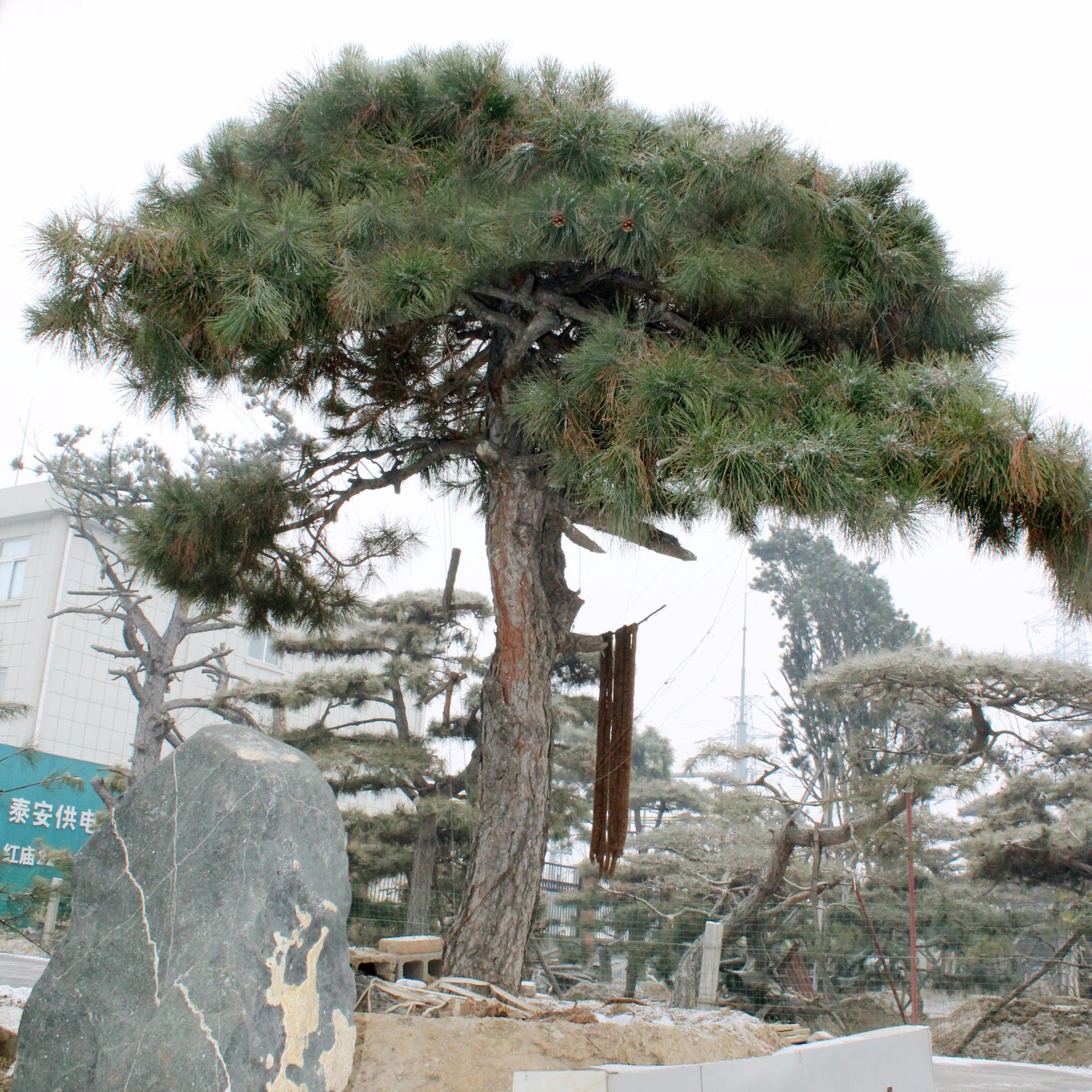 园艺场出售迎客松 园林绿化 品种保障带土球发货迎客松