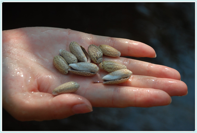 天然海螺贝壳diy饰品手工捕梦网配件海洋工艺材料 仙女螺褐色匪螺