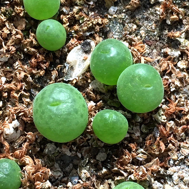 翠光玉 3年生1cm尺寸大多肉植物番杏科 生石花 宝翠玉 绿色pp肉锥