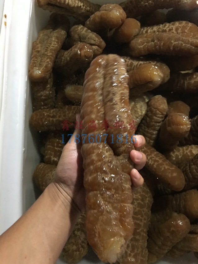 黄玉参黄肉参猪仔黄批发淡干参进口货源水发海参即食清水海参