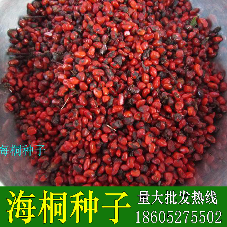 七里香海桐种子