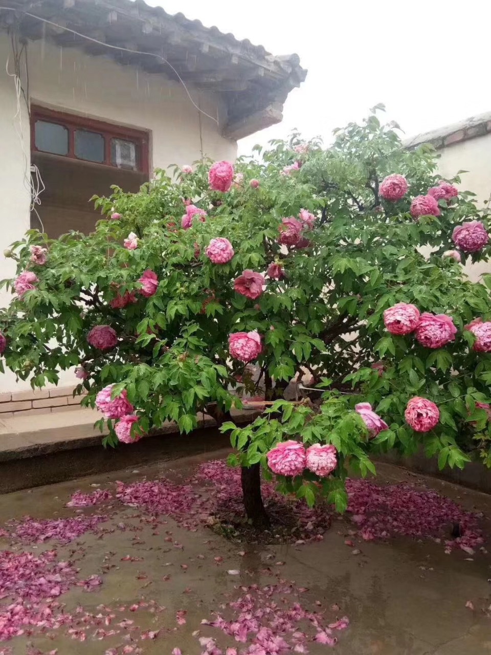 牡丹树 重瓣花百年牡丹树 独杆牡丹树 丛生牡丹 十样锦牡丹 多色