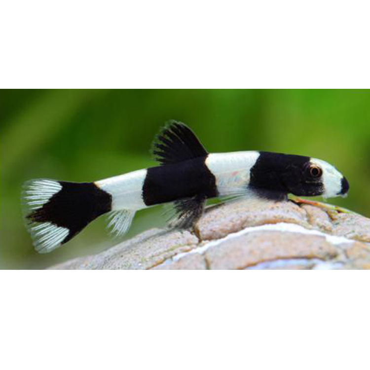 水族宠物清道夫活体黑白熊猫鳅鱼底栖鱼清洁鱼缸观赏热带淡水批发