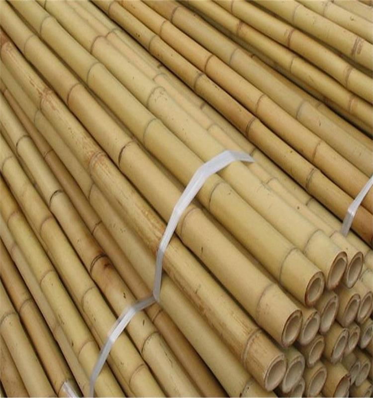 厂家直销出口的厘竹 苦竹 茶竿竹