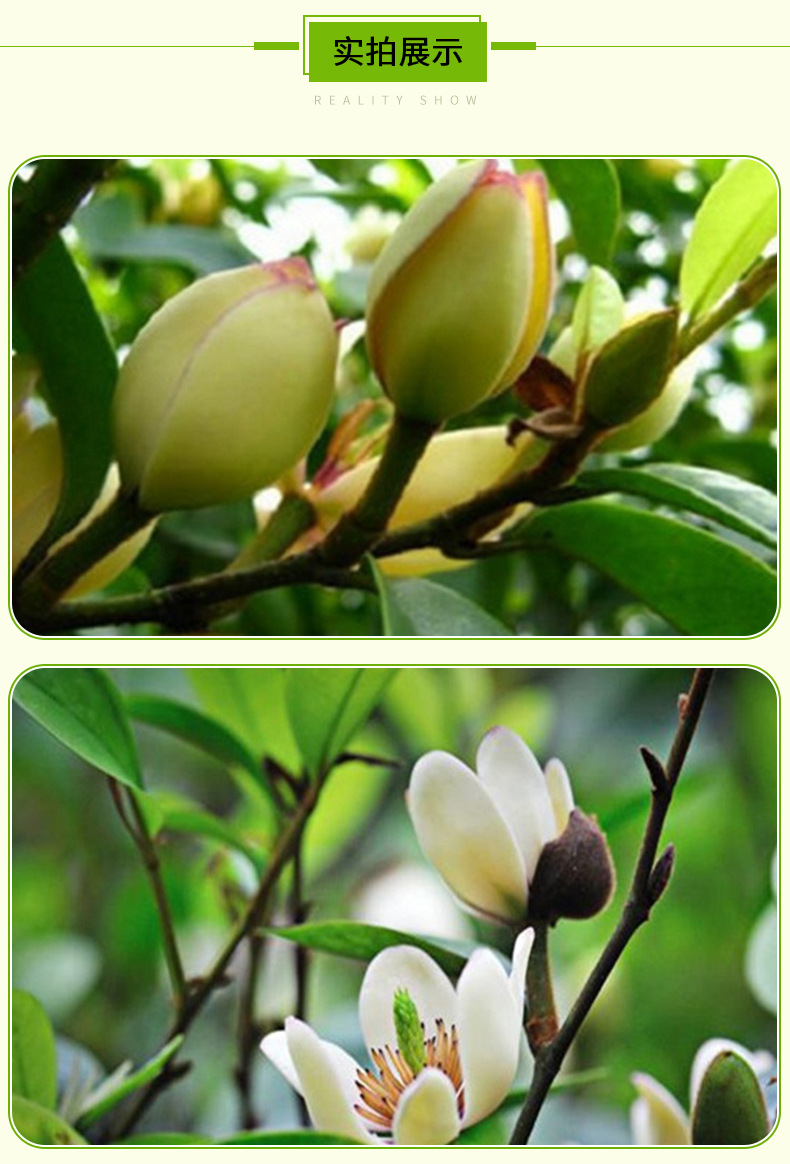 四季开花带叶带花含笑树苗 乐昌含笑庭院植物 耐寒花卉含笑花盆栽