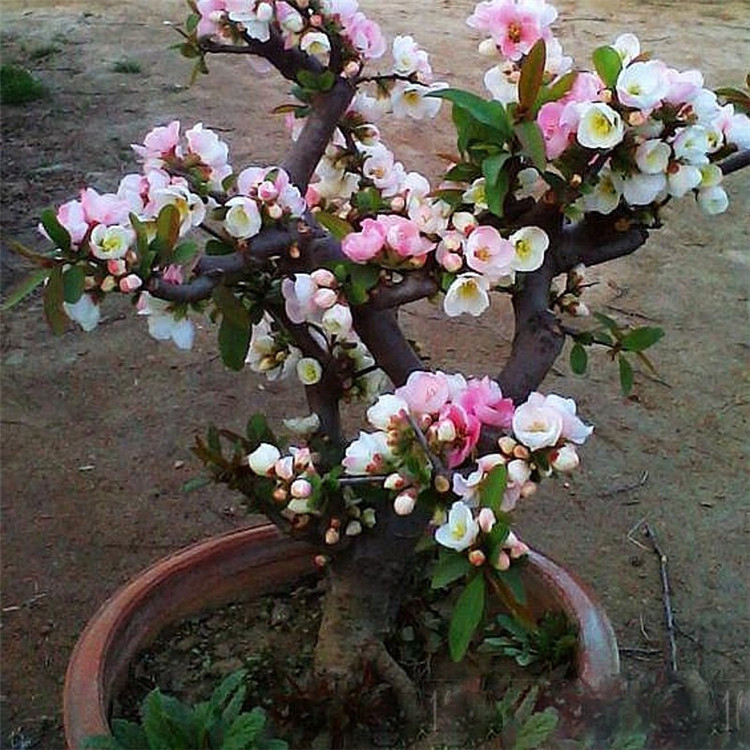 四季开花重瓣日本海棠花树苗盆景老桩花卉盆栽观花植物室内花植物