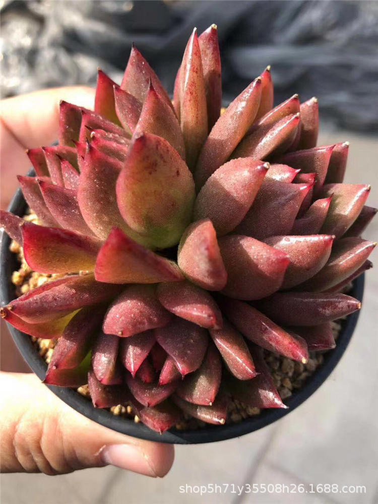 859大棚批发多肉盆栽品种 红蜡东云群盆9cm多肉群生植物