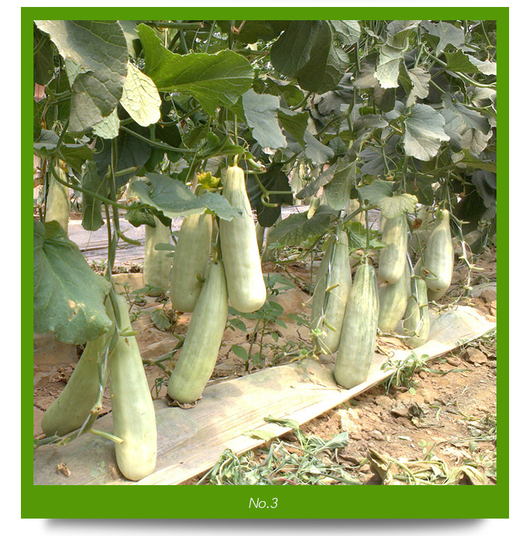 羊角脆种子水果种子羊角酥羊角蜜甜瓜种籽粒尔田香酥锦玉种子