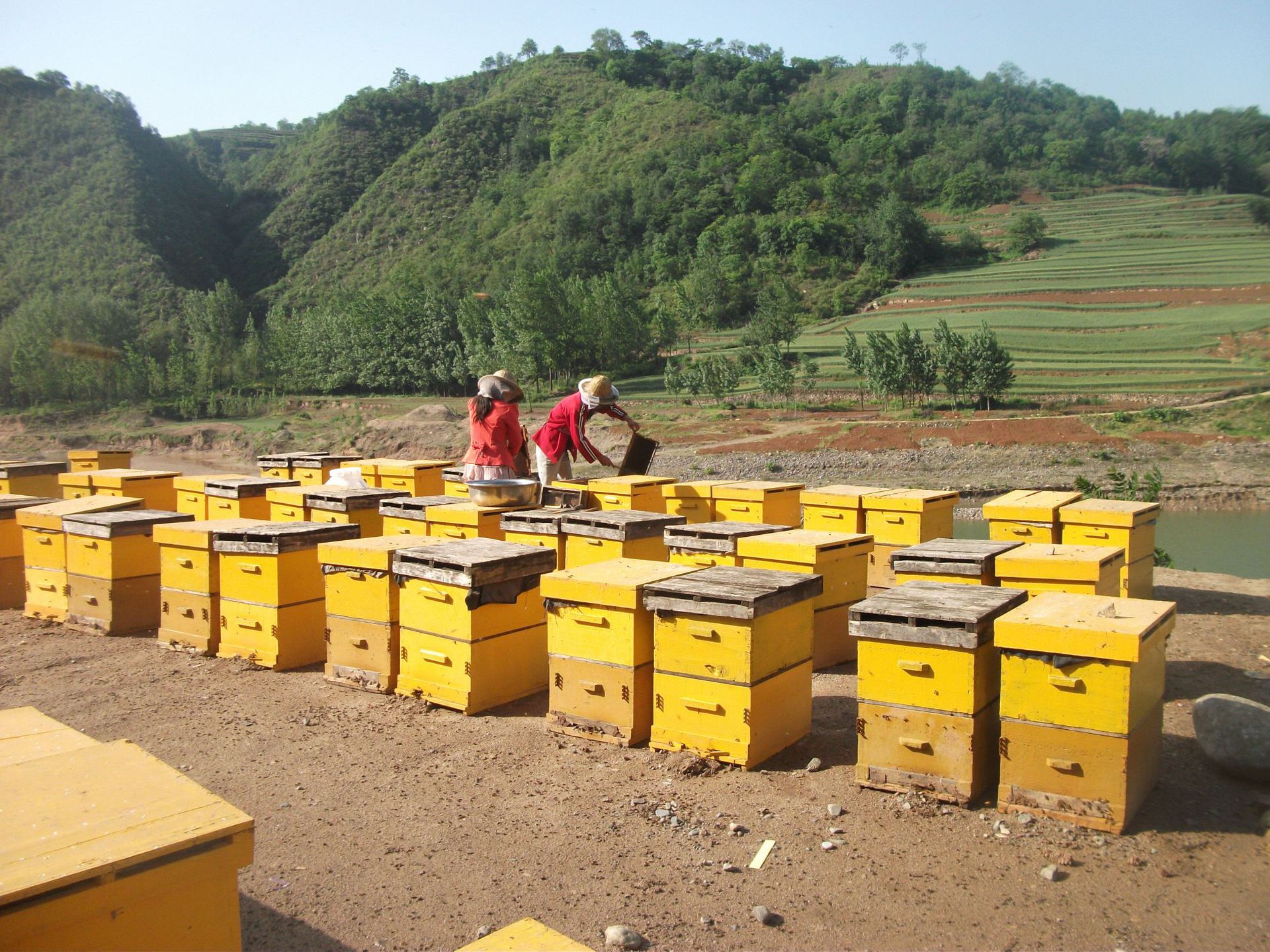 新农家自产蜂场新采油菜花蜂蜜500g结晶蜜1斤波美度高批发代发