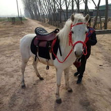 滨州农家乐观赏小矮马供应 休闲骑乘矮马多少钱一匹 养马场