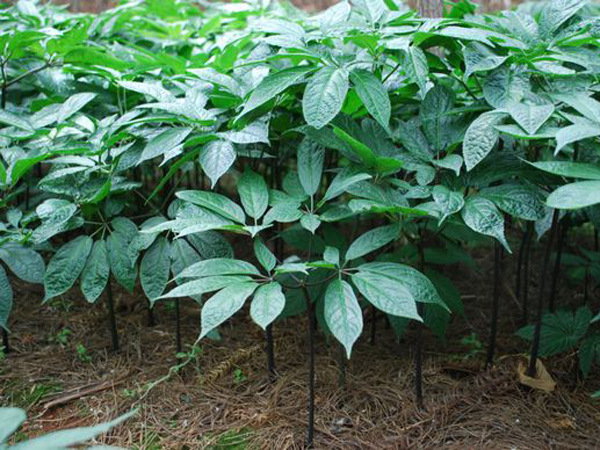 三七黑斑病这样防治效果好你做到了吗