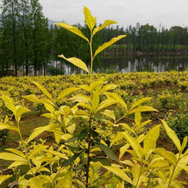 越黄茶苗批发龙井早黄茶苗黄茶新品种茶树苗浙江嵊州茶苗基地直供
