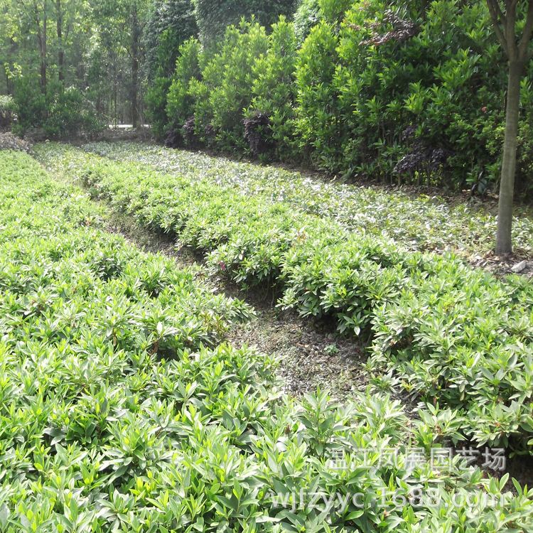 苗圃直供四川成都彩叶地被绿化灌木爆款批发夏娟 夏娟苗