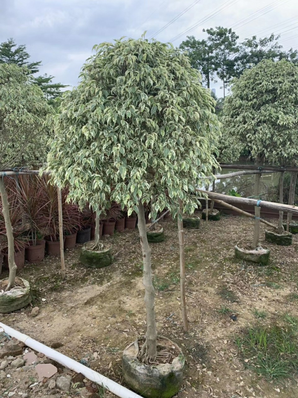 906供应 高杆星光榕球 高2-2.5米袋苗 高桩花叶垂榕