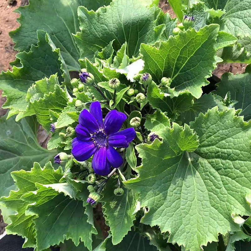 瓜叶菊 草本植物瓜叶菊小苗 盆栽花卉瓜叶菊 瓜叶菊工程用苗批