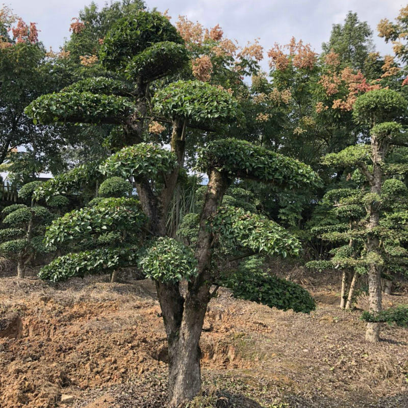绿化工程苗木刺冬青桩 造型刺冬青桩 庭院园林树木盆景批发