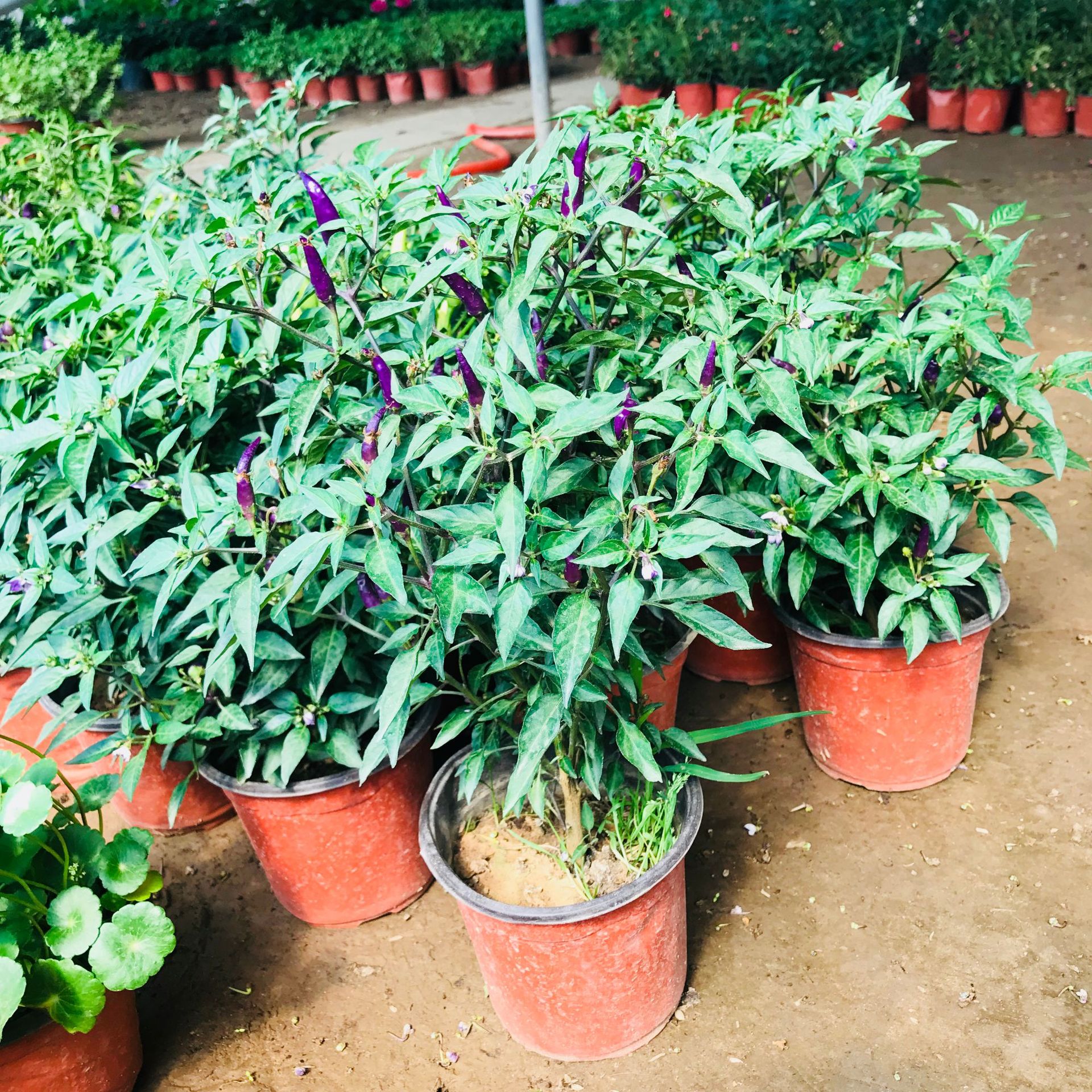 阳台观赏小辣椒盆栽 多年生四季常青五彩椒量大优 观果盆栽五彩椒