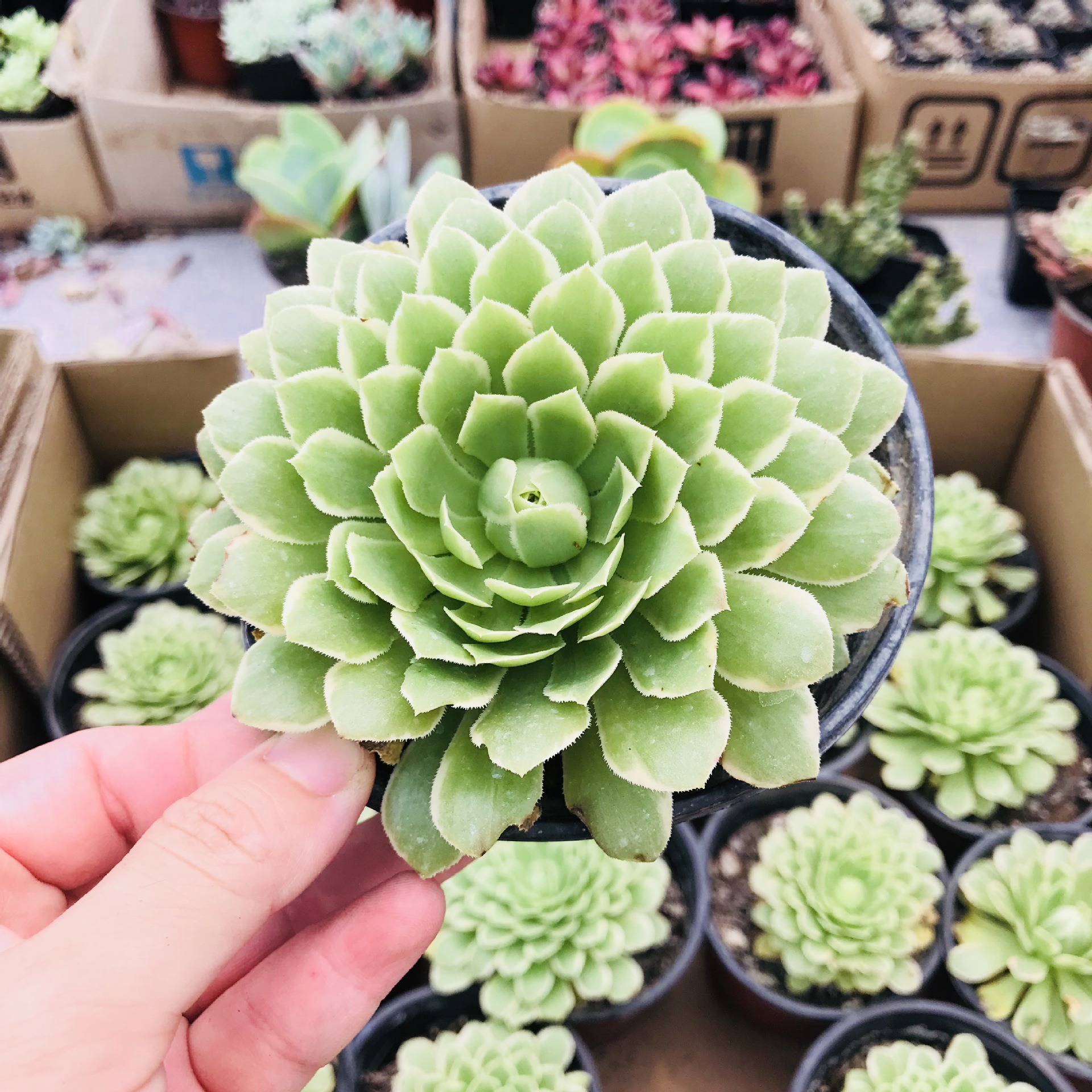 多肉植物 法师翡翠冰 室内盆栽花卉批发 多肉组合法师三仙翡翠冰