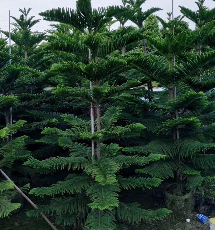 批发315cm南洋杉