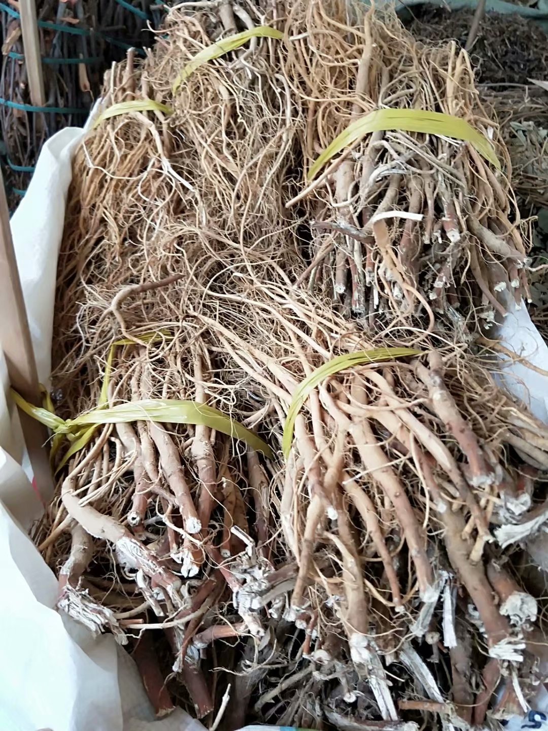 中药材石参根石参茎虎尾轮煲汤料每件500克