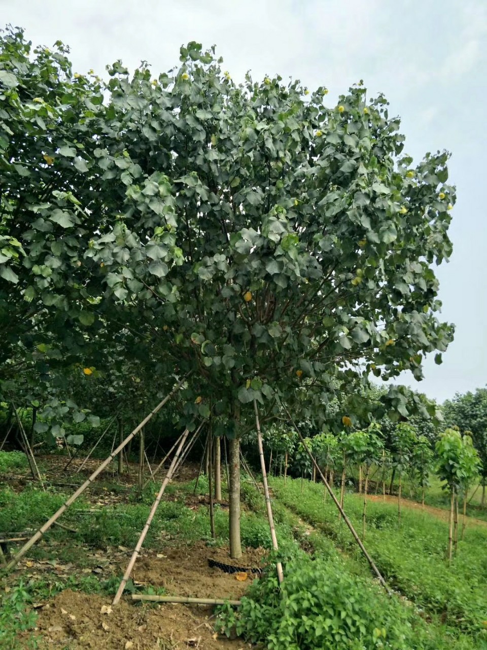 906供应 精品 全冠黄槿 14-15cm假植苗 黄瑾 楼盘