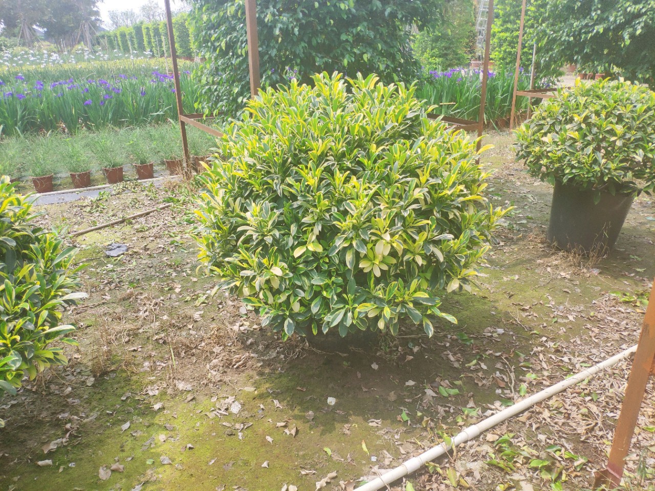 904基地直销花叶非洲茉莉球112米金边斑叶灰莉