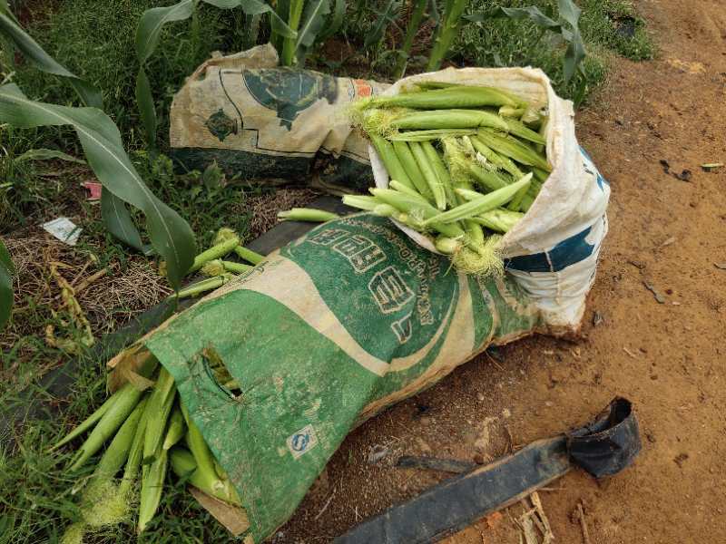 玉米笋新鲜甜玉米笋小玉米芯仔迷你嫩玉米棒农田种植微商一件代发