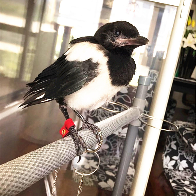 鸟用脚链鹦鹉皮套脚环活扣虎皮喜鹊乌鸦八哥鹩哥不伤脚轻型鸟脚环