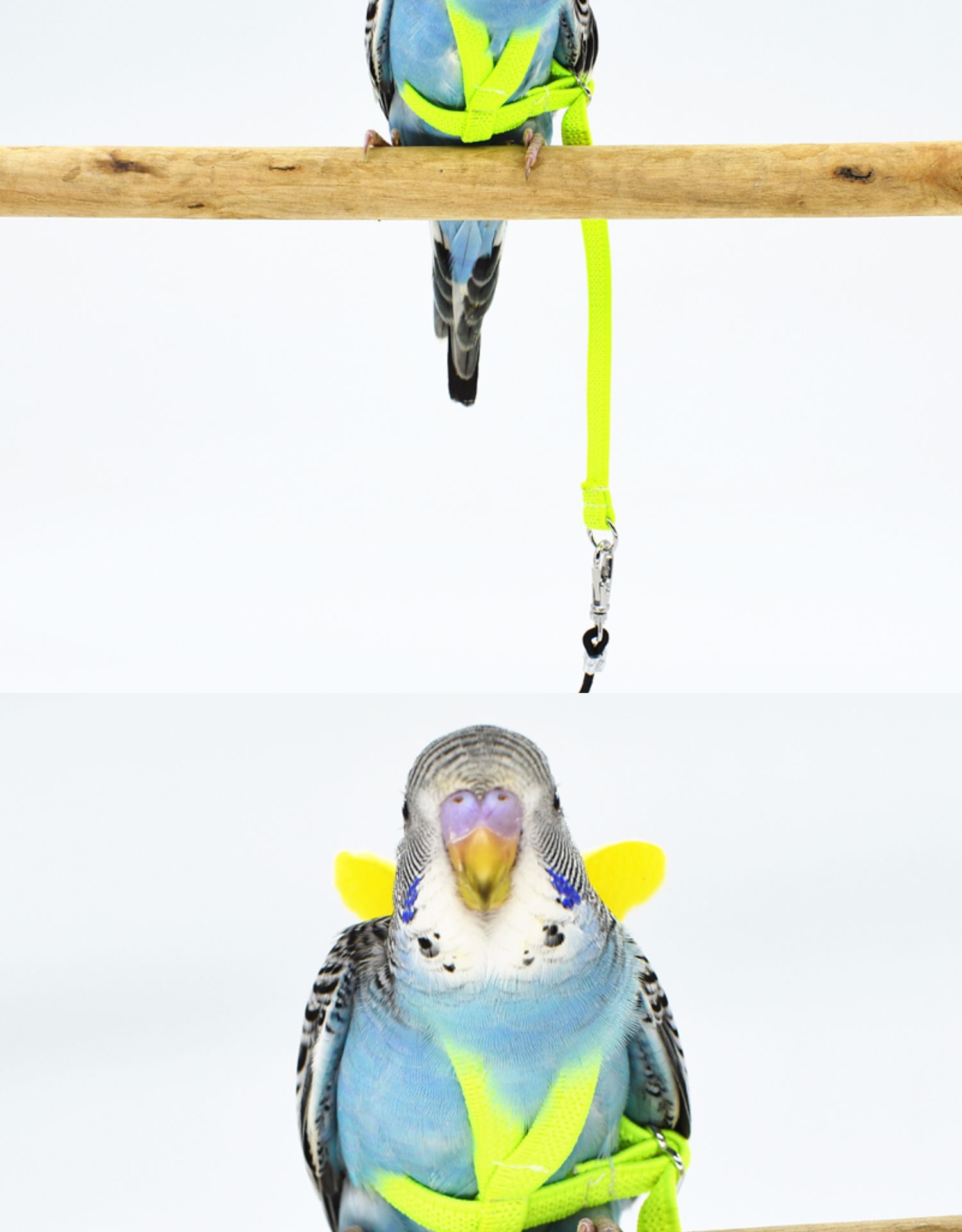 鹦鹉放飞绳背带式翅膀飞行绳牵引绳弹性虎皮玄凤外出训练遛鸟绳子