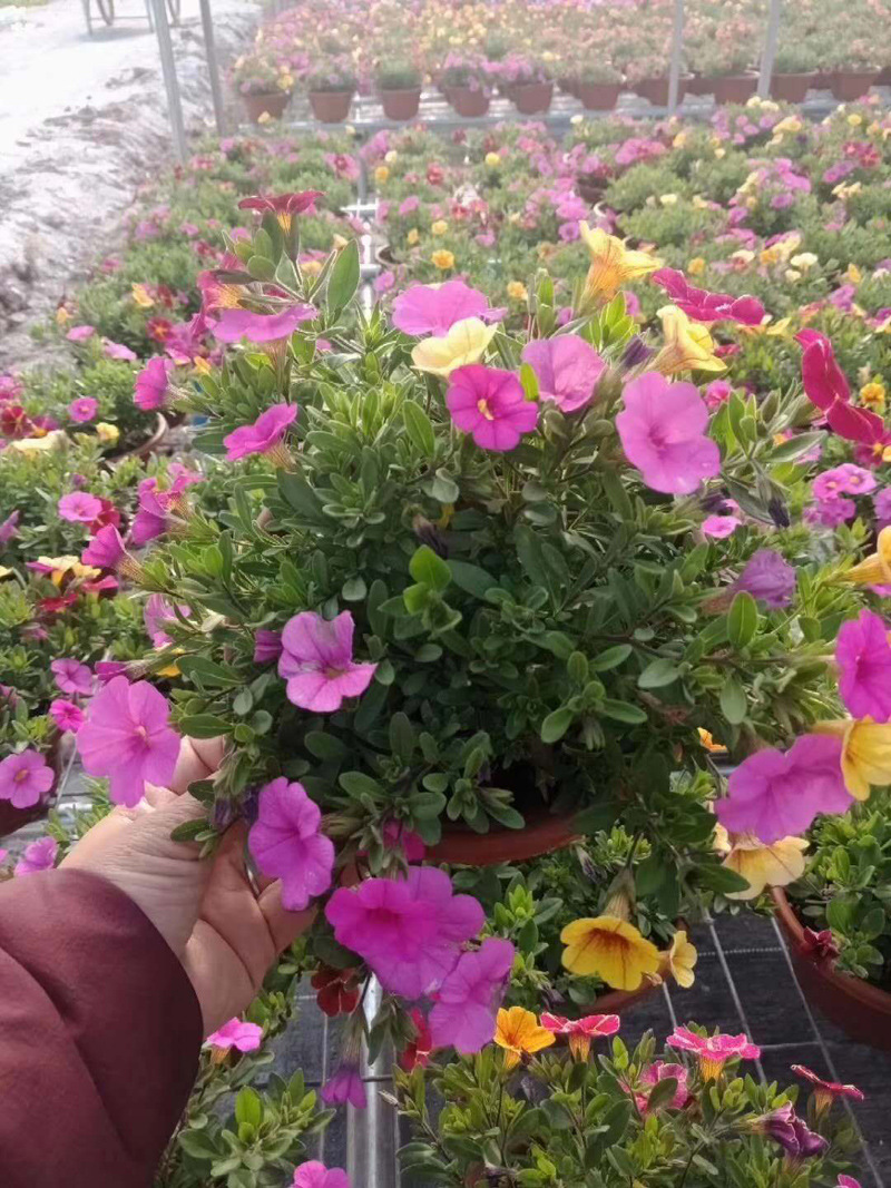 基地直供观花花卉绿植工程时花环境布置盆栽混色180舞春花