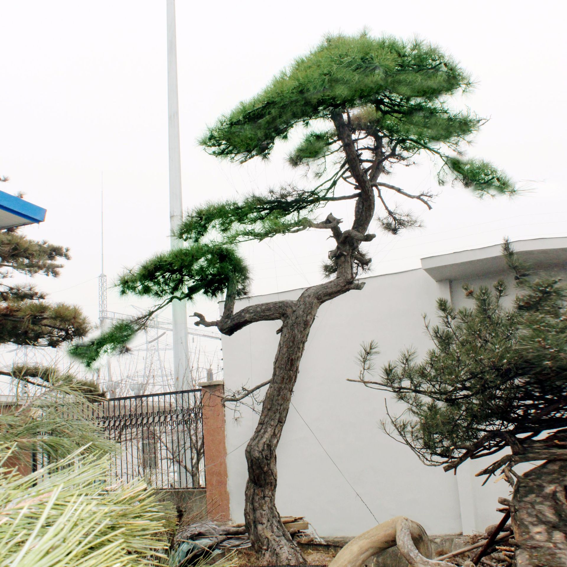 观赏性油松米径15公分造型松树园林景观绿化造型松树高度3-9米