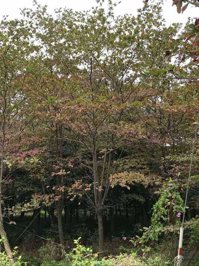 903基地直销 中叶莫氏榄仁 8-10cm地苗全冠树型中等